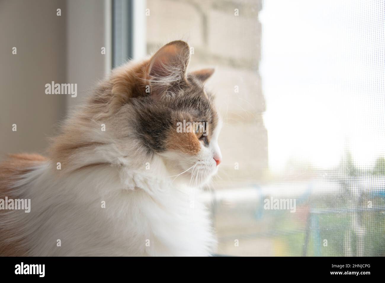 Flauschige Katze zu Hause Blick auf das Fenster wartenden Haustier Stockfoto