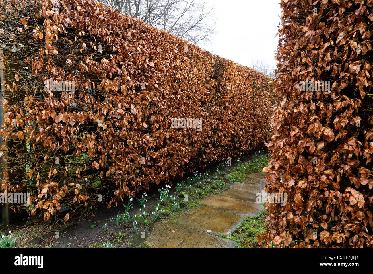 Eine Buchenhecke im Winter im York Gate Garden, Leeds, Yorkshire ...