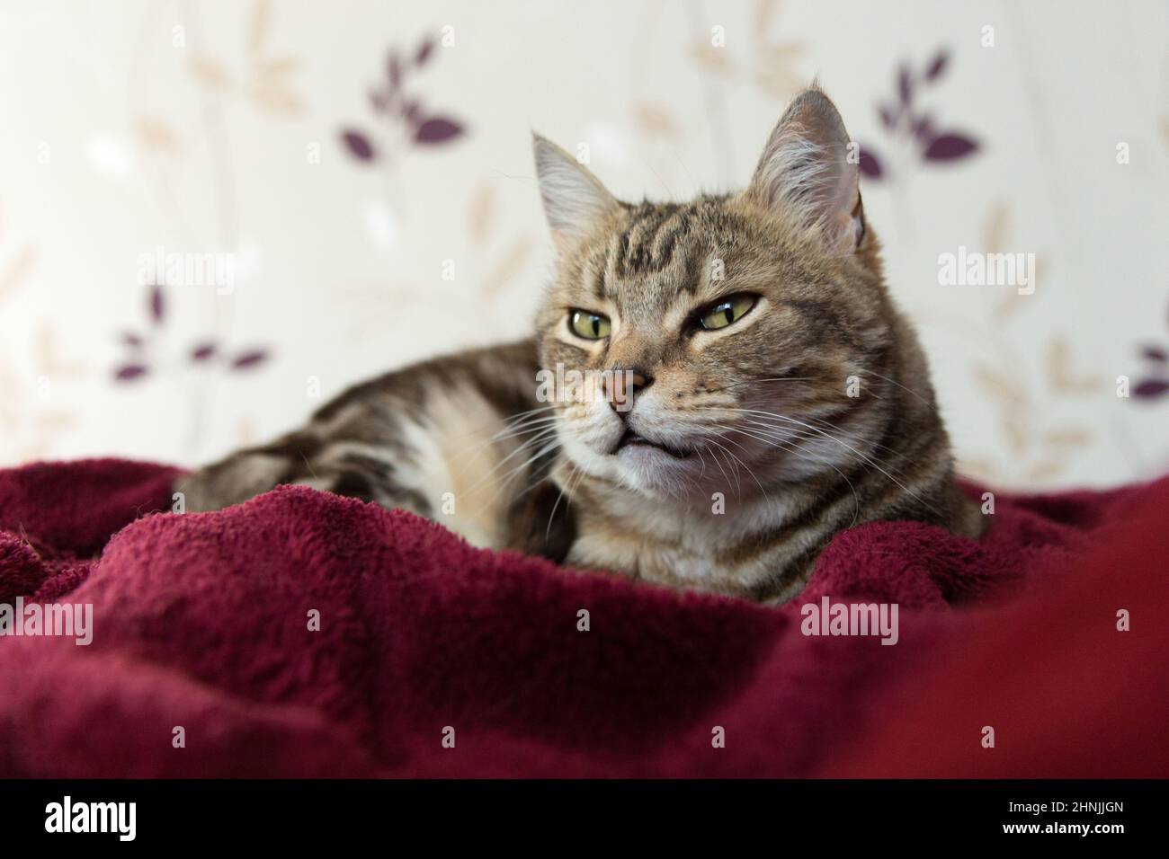 Silberne gestromte Hauskatze, die auf einer weichen Decke liegt Stockfoto