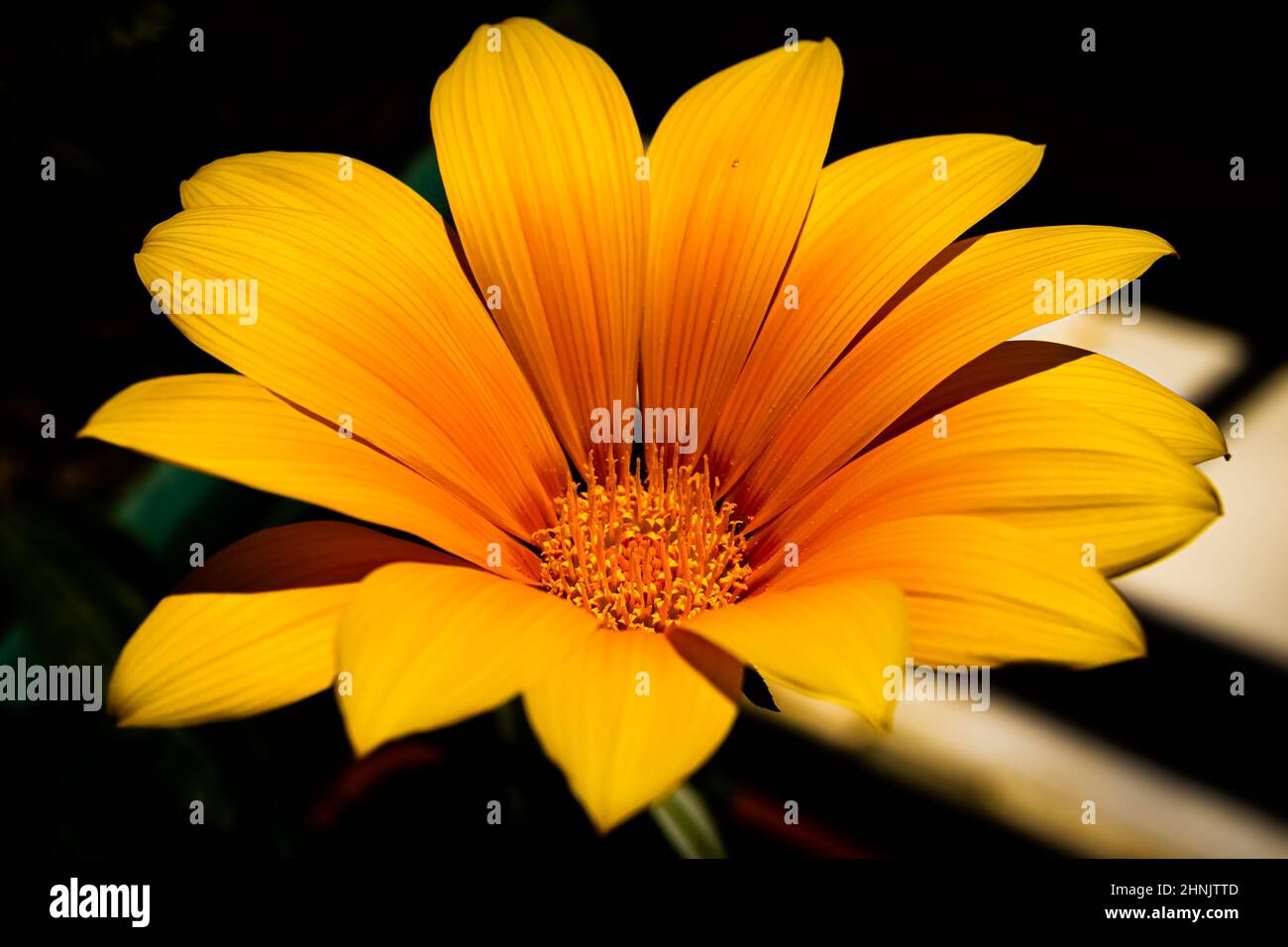 Orangefarbene und gelbe Gazania-Blume isoliert auf schwarzem Hintergrund Stockfoto