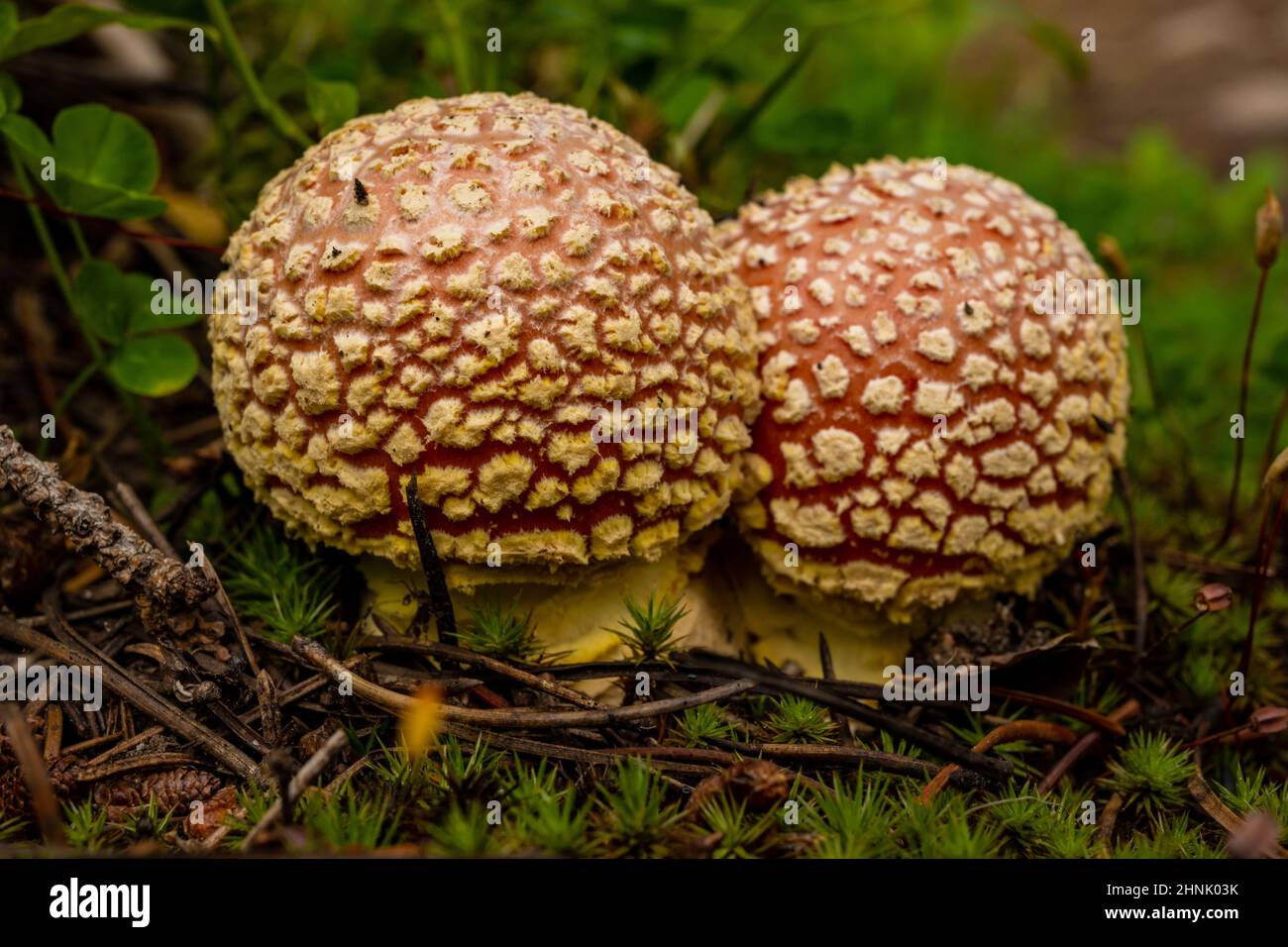 Zwei kleine Pilze wachsen auf dem Green Forest Floor im Rocky Mountain National Park Stockfoto
