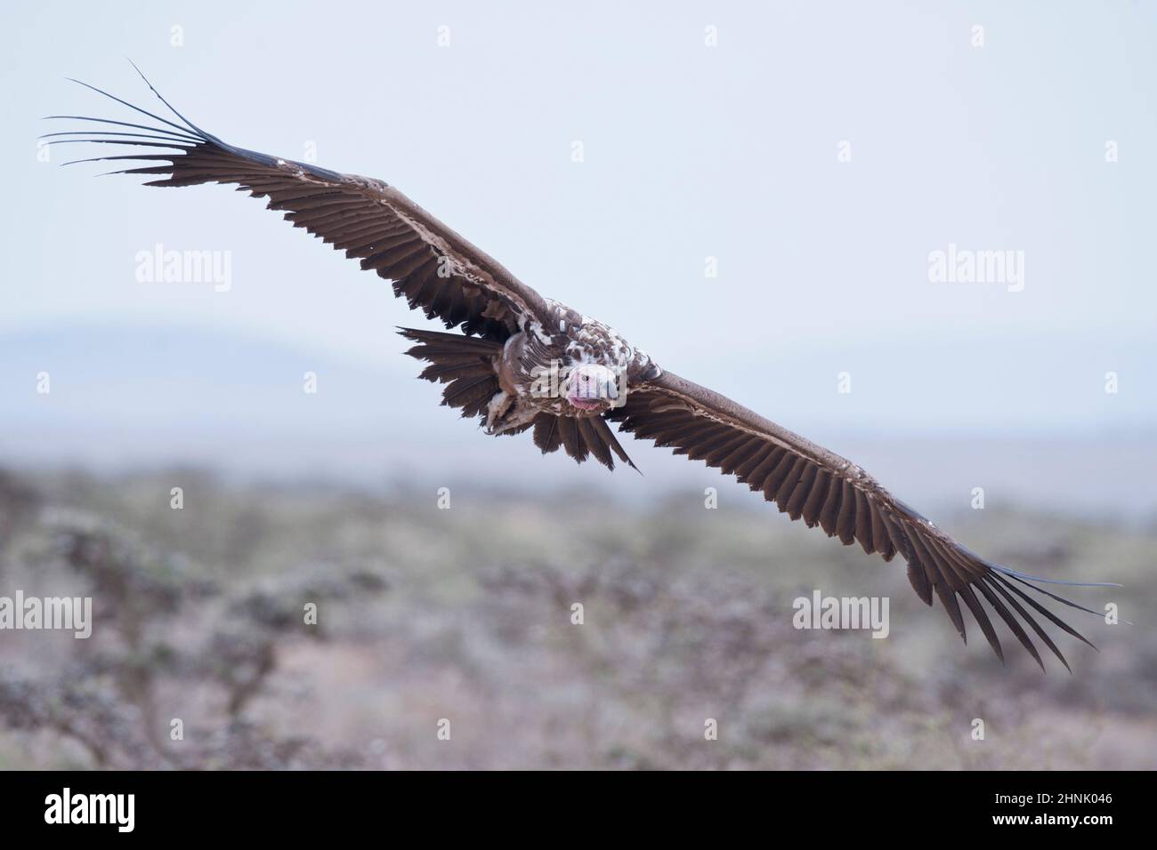 Ohrengeier-faced Vulture in Masai Mara National Park in Kenia Stockfoto