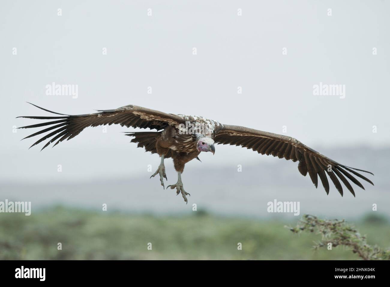 Ohrengeier-faced Vulture in Masai Mara National Park in Kenia Stockfoto