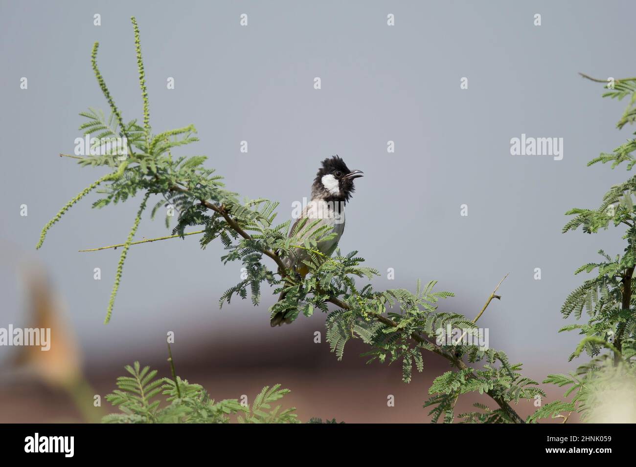 Weiß-eared Bulbul auf einem Ast. Wissenschaftliche Name Pycnonotus leucotis Stockfoto