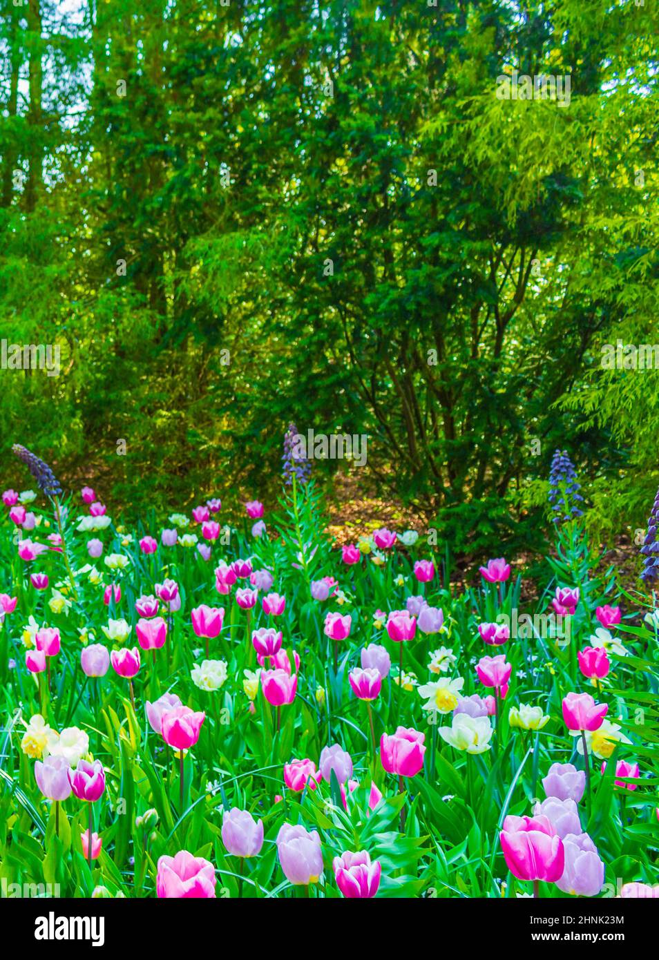 Rosa lila Tulpen Narzissen in Keukenhof Park Lisse Holland Niederlande. Stockfoto