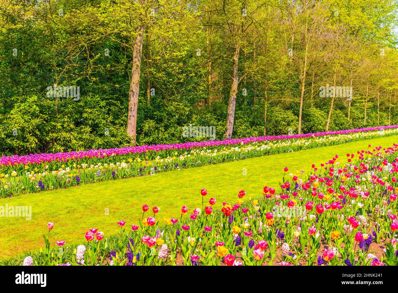 Rosa gelbe rote Tulpen Narzissen Keukenhof Park Lisse Holland Niederlande. Stockfoto