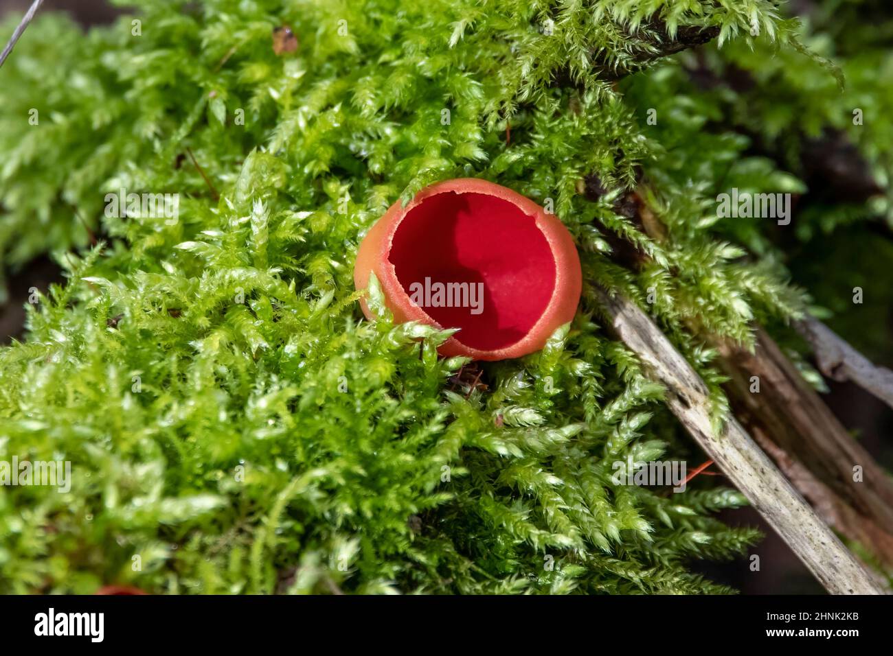 Eine Nahaufnahme des Pilzes Scarlet Elf Cup auf dem Boden eines acient Waldgebietes. Stockfoto