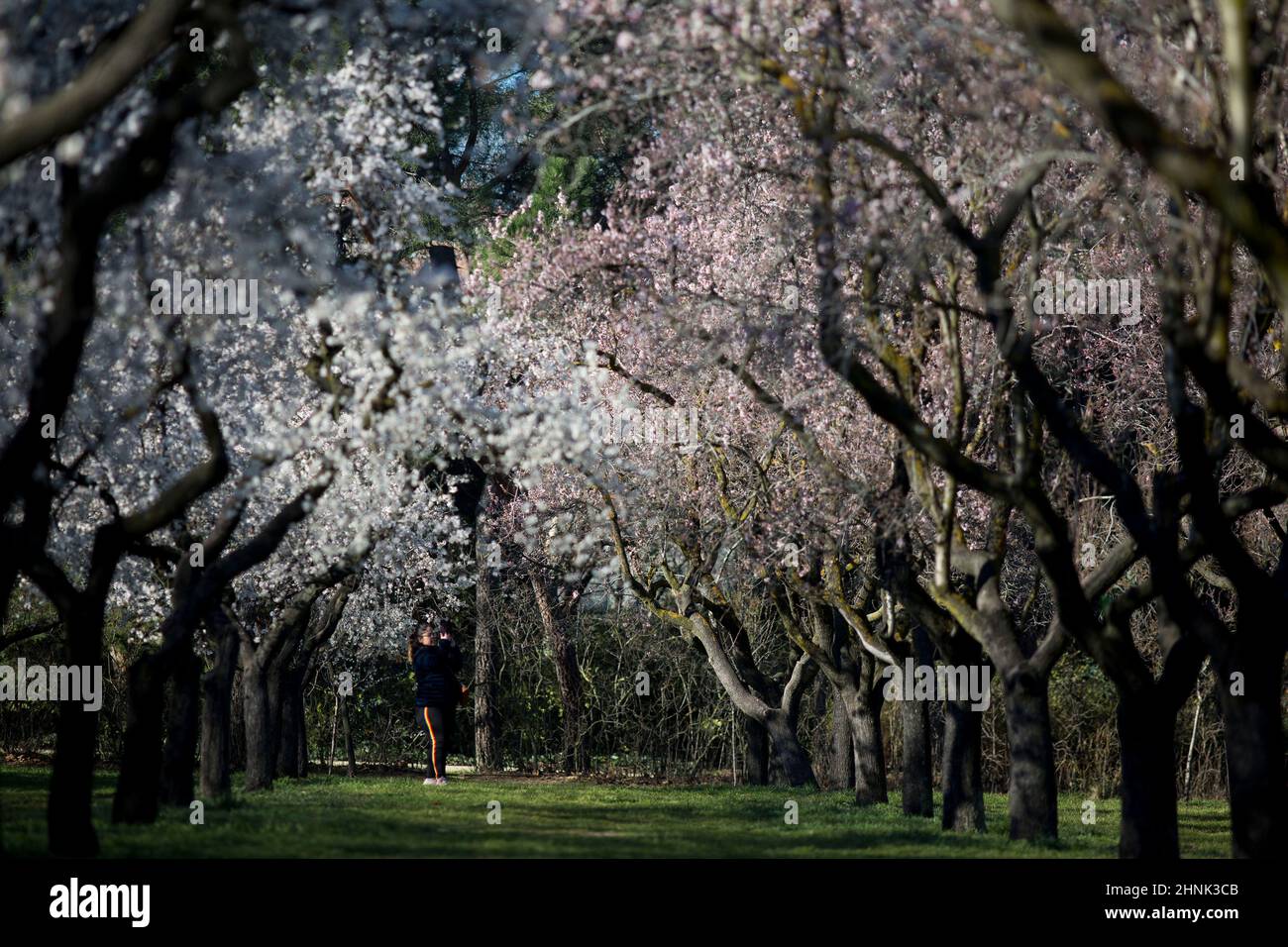 Eine Frau fotografiert die Mandelbäume im Park der Quinta de los Molinos.der Park der Quinta de los Molinos ist seit 1997 als Madrids historischer Park gelistet und hat etwa 1500 Mandelbäume, die jedes Jahr in den Monaten Februar und März, dem Frühlingsbeginn, blühen. Stockfoto