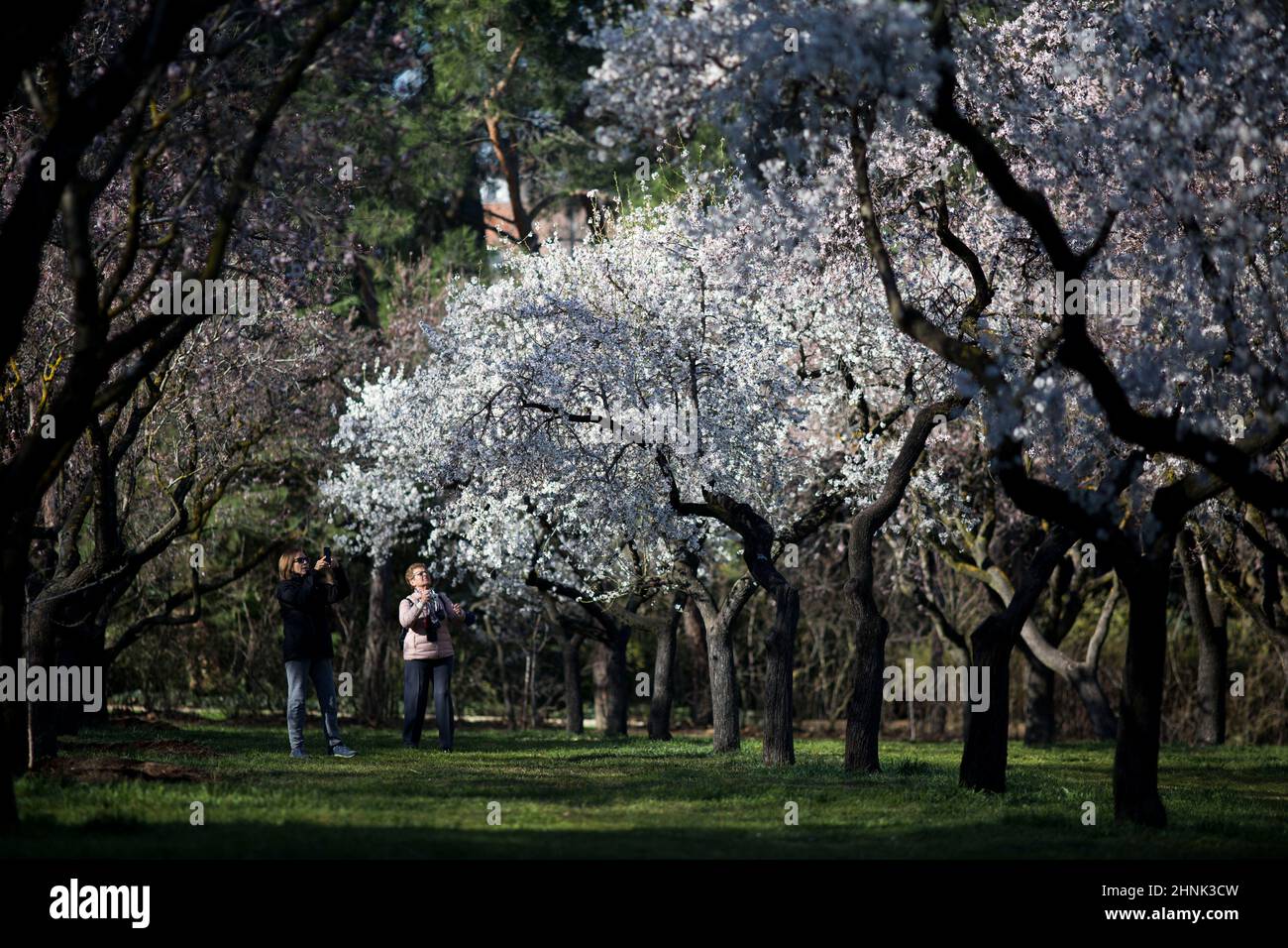 Zwei Frauen fotografieren die Mandelbäume im Park der Quinta de los Molinos.der Park der Quinta de los Molinos ist seit 1997 als Madrids historischer Park gelistet und hat etwa 1500 Mandelbäume, die jedes Jahr in den Monaten Februar und März, dem Frühlingsbeginn, blühen. Stockfoto