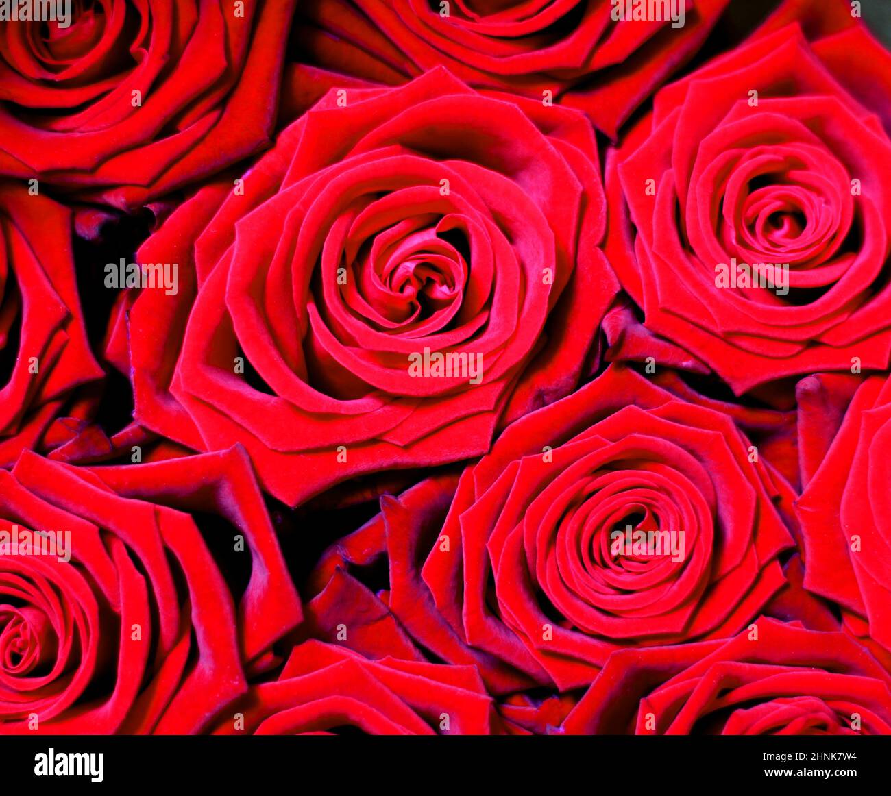 Schöne rote rosen -Fotos und -Bildmaterial in hoher Auflösung – Alamy