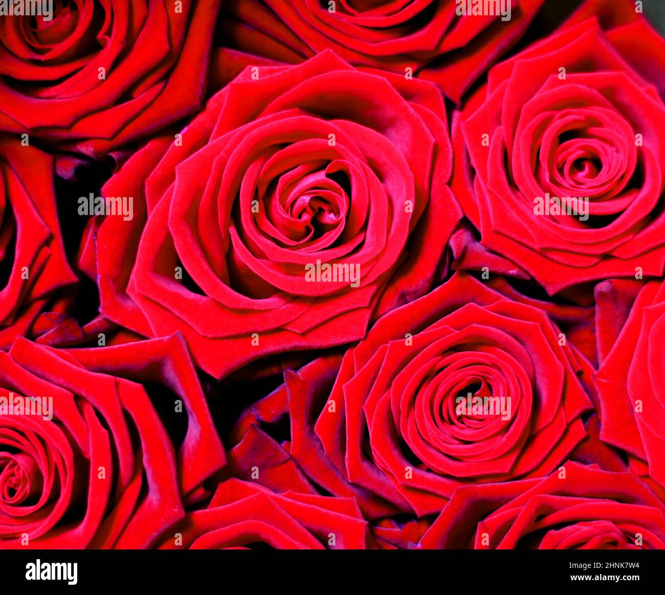 Ein Strauß roter Rosen blüht aus nächster Nähe. Es sind nur Blütenköpfe von oben sichtbar. Auf dem Bild sind mehrere blühende Blumen zu sehen. Stockfoto