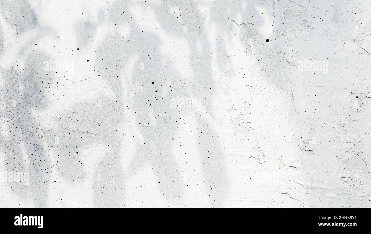 Flache Lage mit Draufsicht auf Schatten von Blättern, Blättern und Ästen auf grauem oder weiß grauem alten Betongrund. Leerzeichen für Text für Adver kopieren Stockfoto