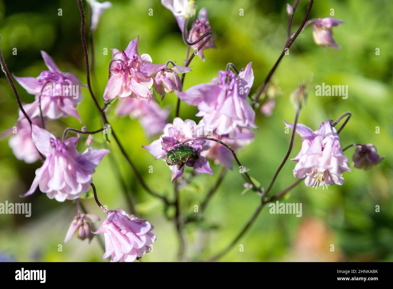 Zwei wunderbare Käfer der Goldenen Rose ernähren sich von rosa Blüten Stockfoto