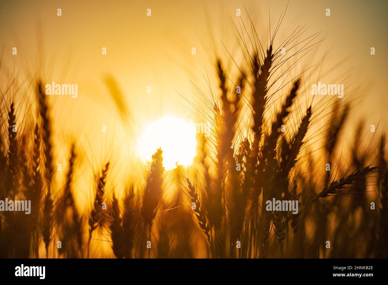 Sommerweizenfeld bei Sonnenuntergang. Sonne im Hintergrund. Nahaufnahme. Stockfoto