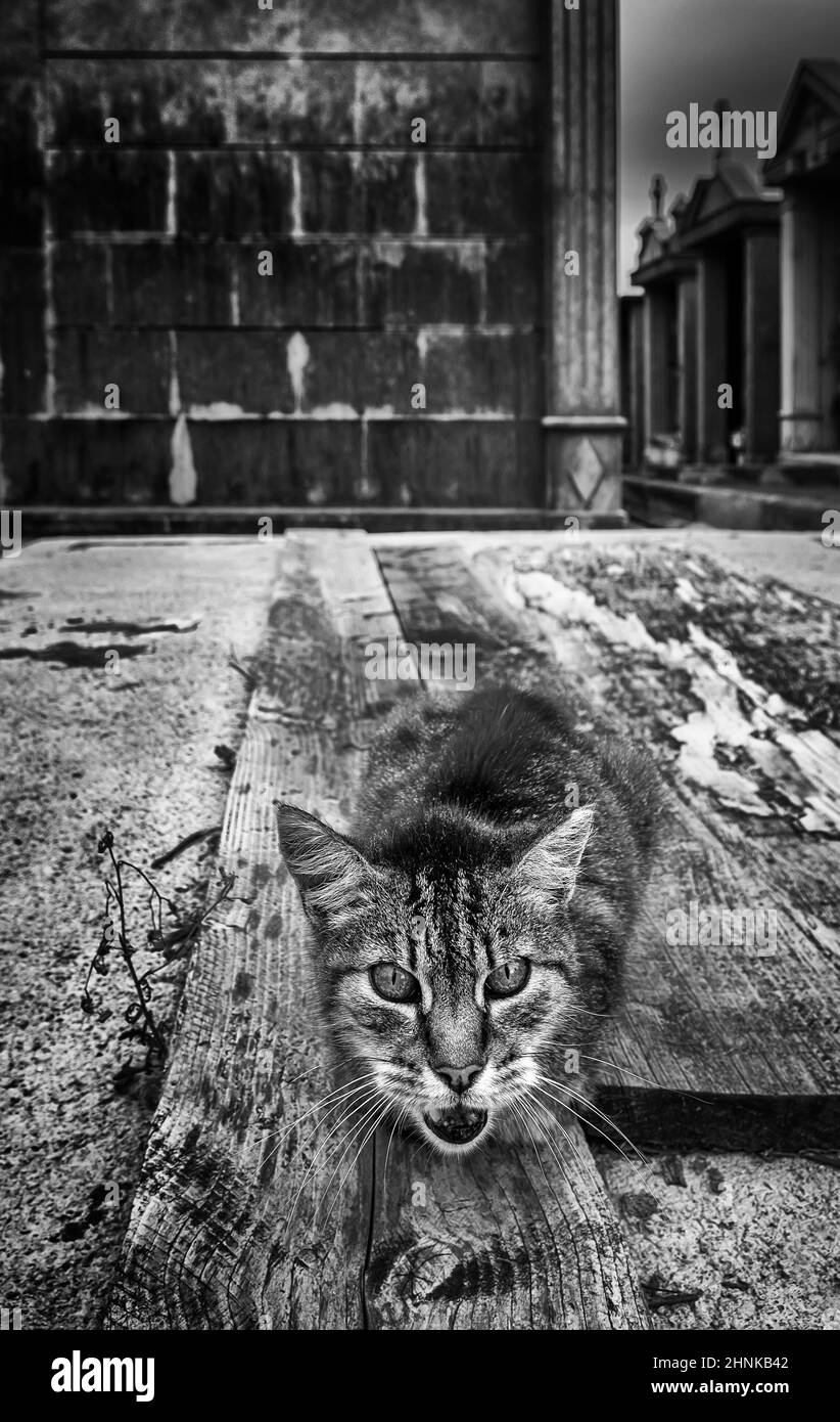 Knurrende Katze auf einem Friedhof Stockfoto