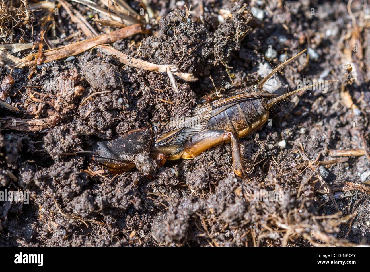 Europäischer Maulwurf-Cricket (Gryllotalpa gryllotalpa), gräbt. Stockfoto