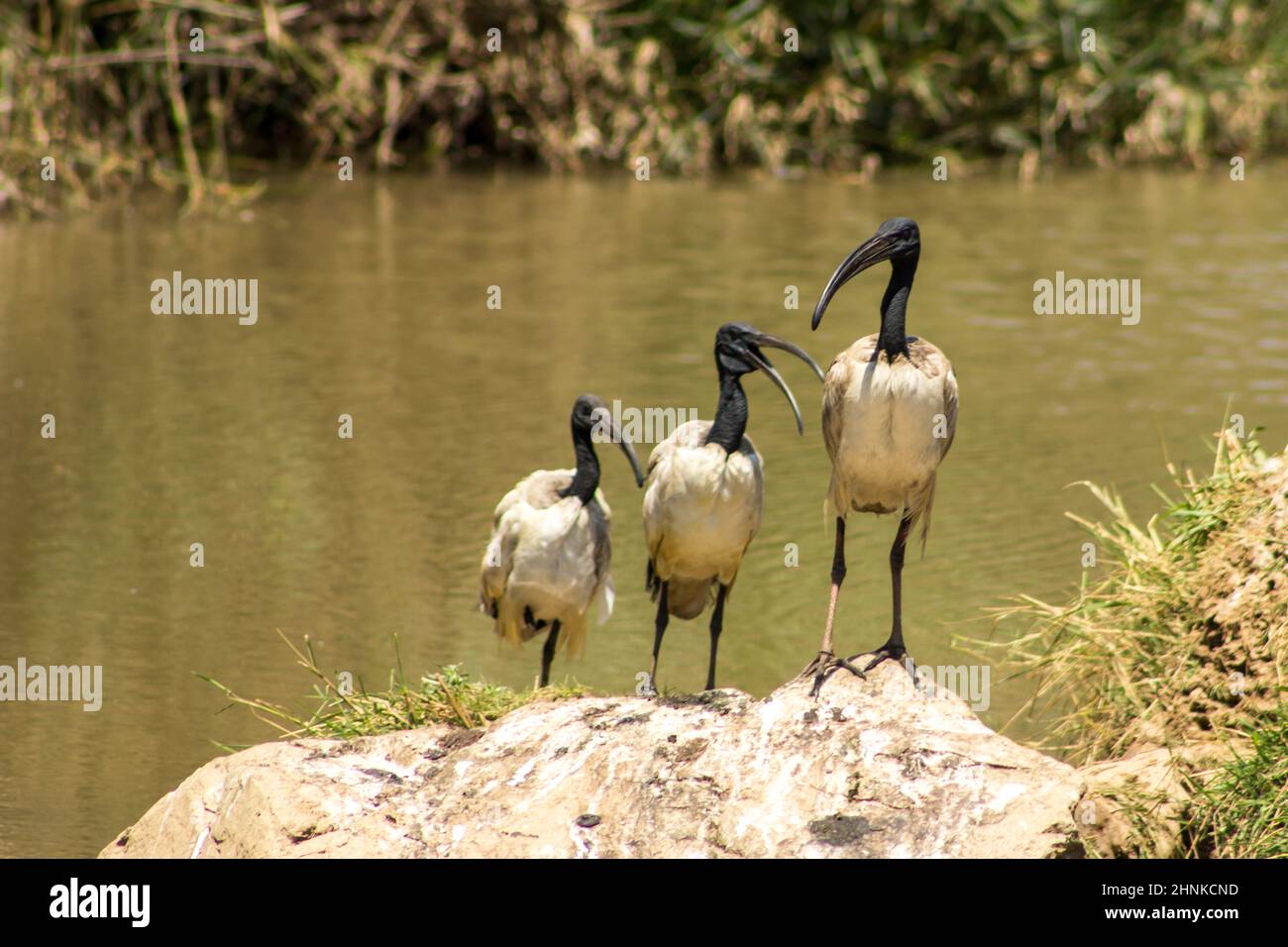 Drei heilige Ibiss, Threskiornis aethiopicus, threskiornis, threskiornis, threskiornis, threskiopicus, thront auf einem Felsen in einem kleinen Vogelbeobachtungsdamm in Zentralafrika. Stockfoto