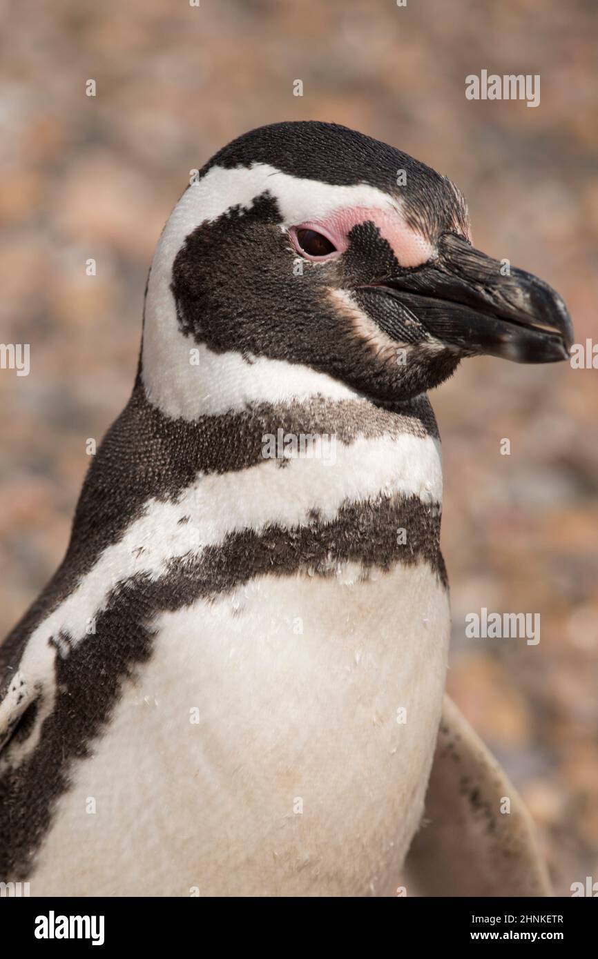 Porträt von einem Magellanic Penguin in Punta Tombo, Patagonien, Argentinien Stockfoto