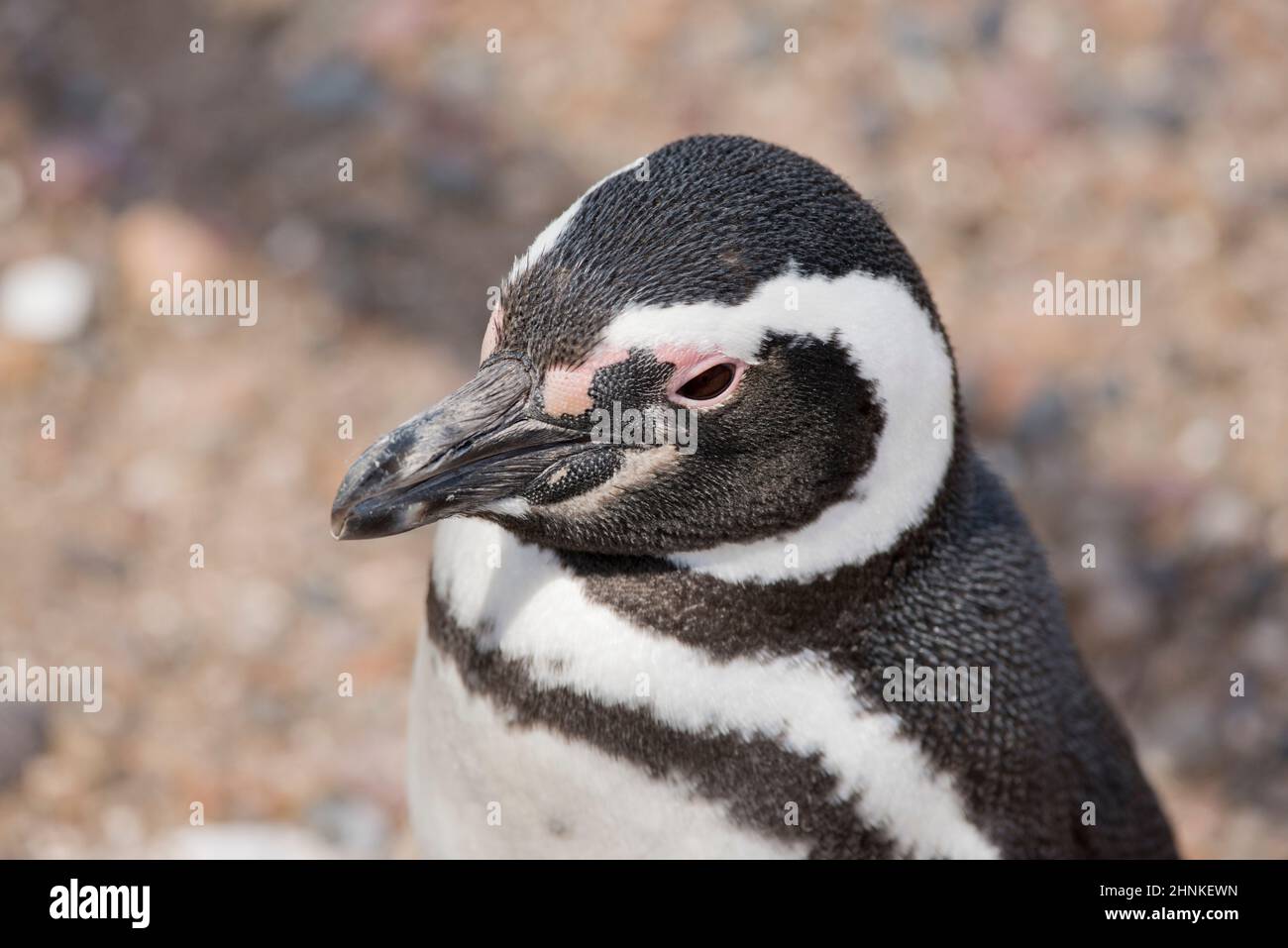 Porträt von einem Magellanic Penguin in Punta Tombo, Patagonien, Argentinien Stockfoto