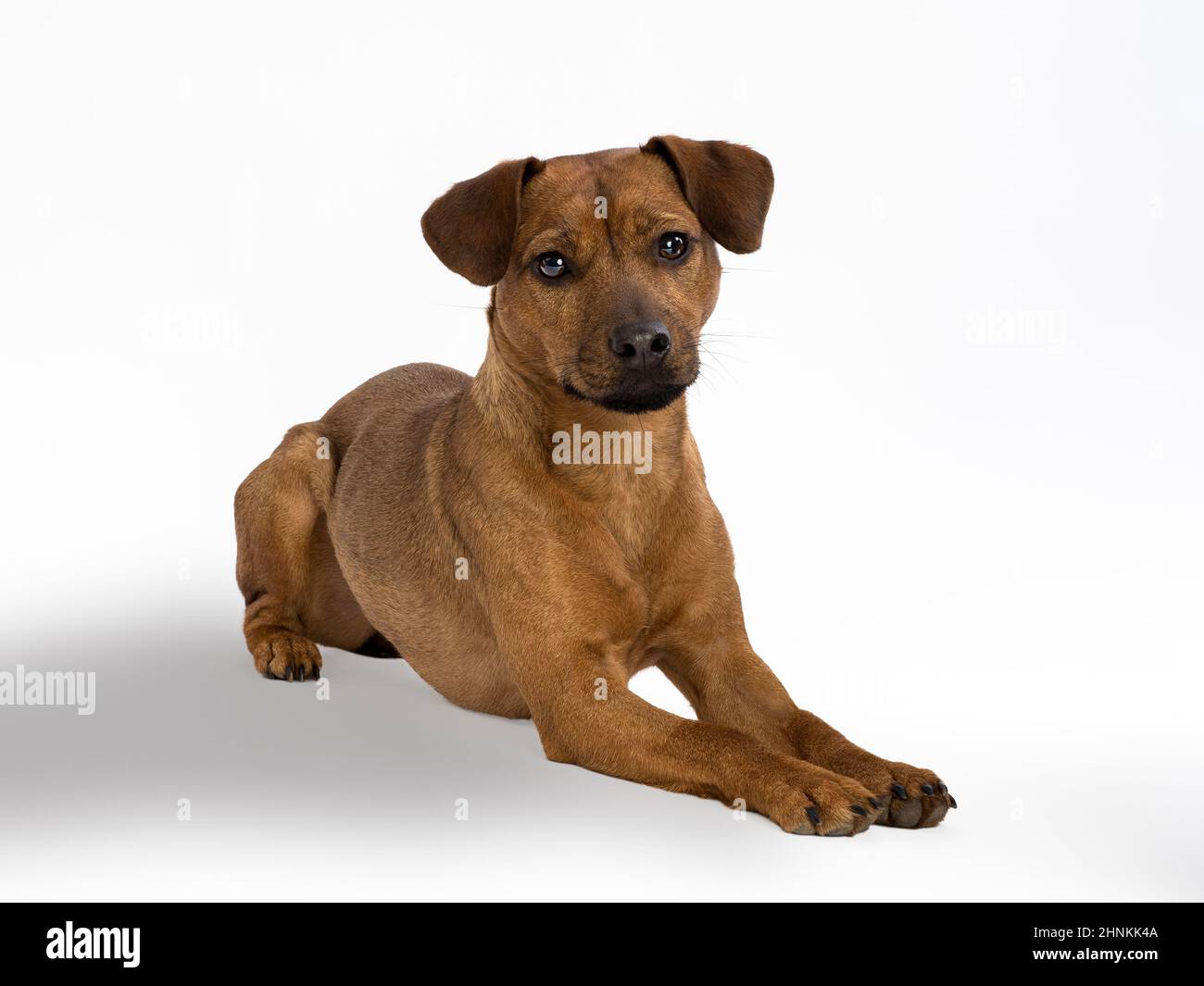Studio Portrait of a Patterdale Terrier. Stockfoto