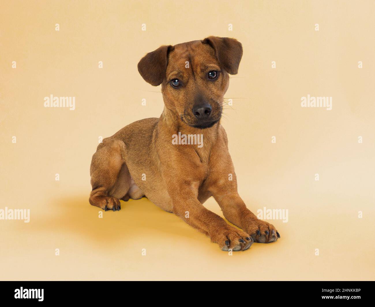Studio Portrait of a Patterdale Terrier. Stockfoto