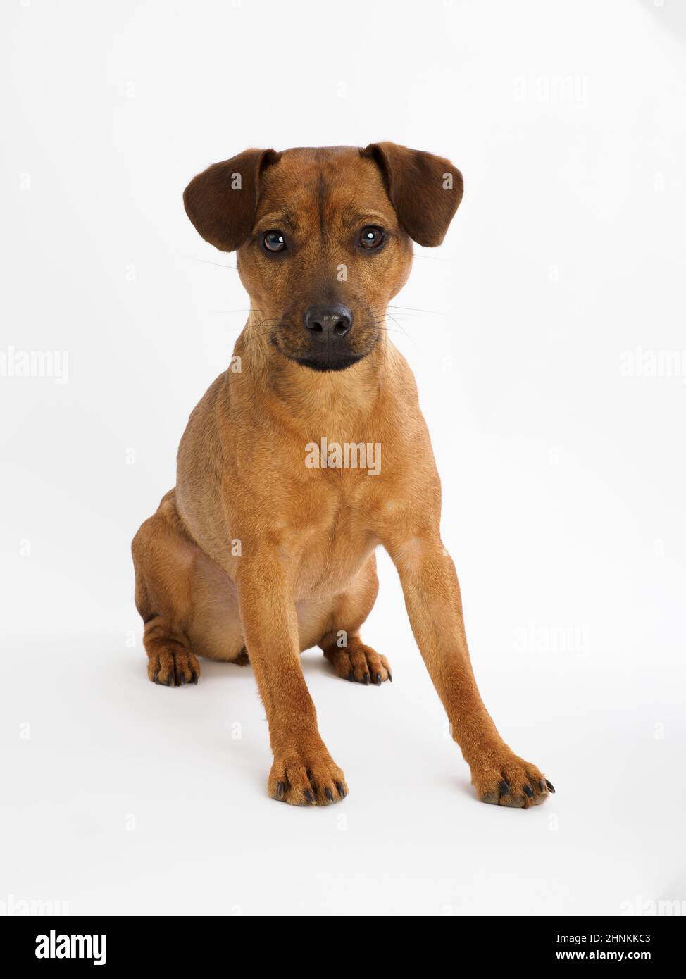 Studio Portrait eines Patterdale Terrier auf weißem Hintergrund. Stockfoto