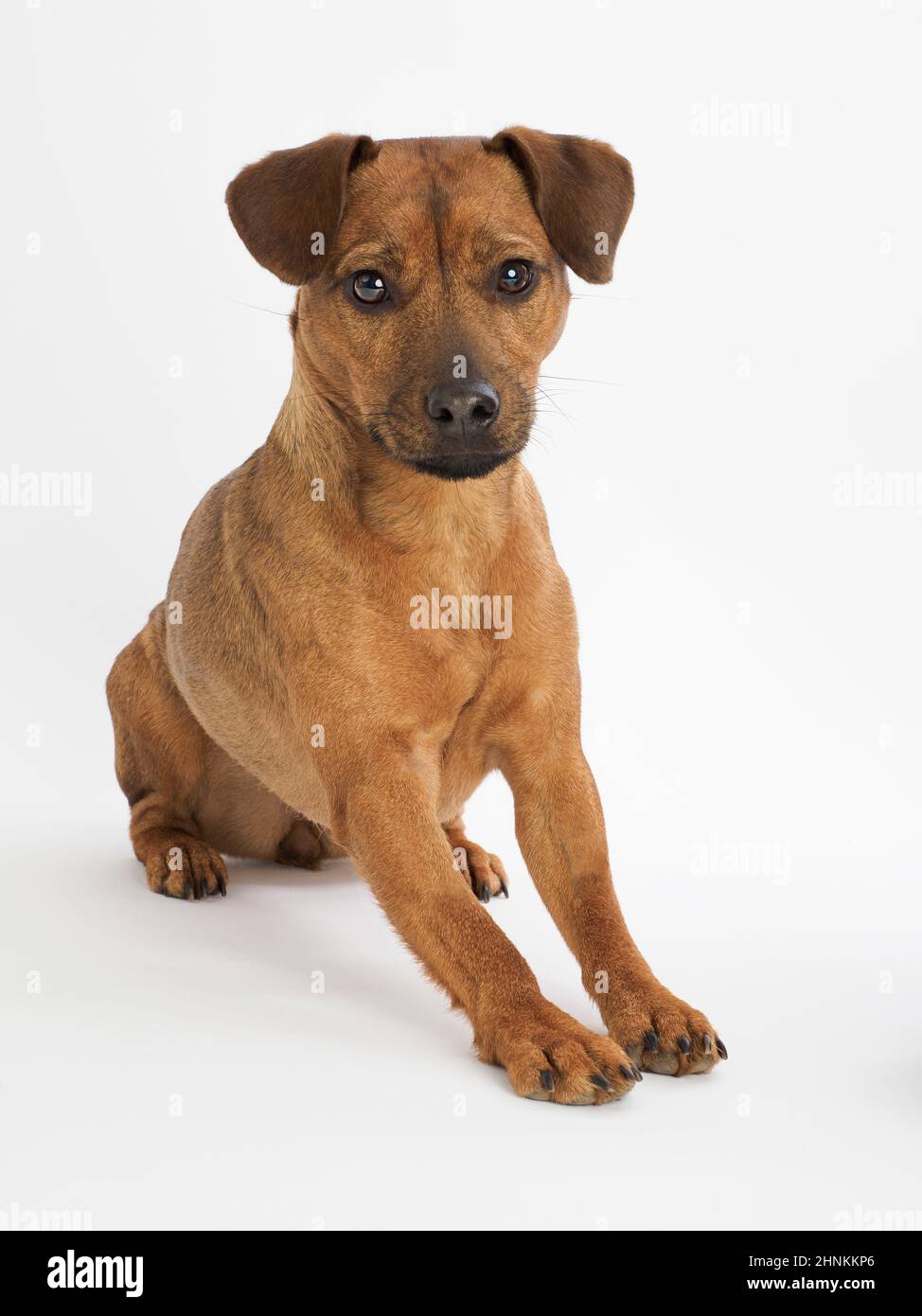 Studio Portrait eines einjährigen Patterdale Terrier auf weißem Hintergrund. Stockfoto