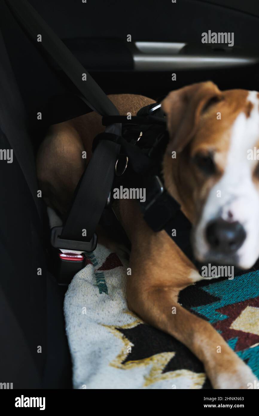 Der Hund trug einen Schutzgurt, der an einen Sicherheitsgurt des Autos geknickt wurde. Sicheres Reisen oder Pendeln mit dem Auto mit Haustieren, selektiver Fokus auf einen Sicherheitsgurt Stockfoto