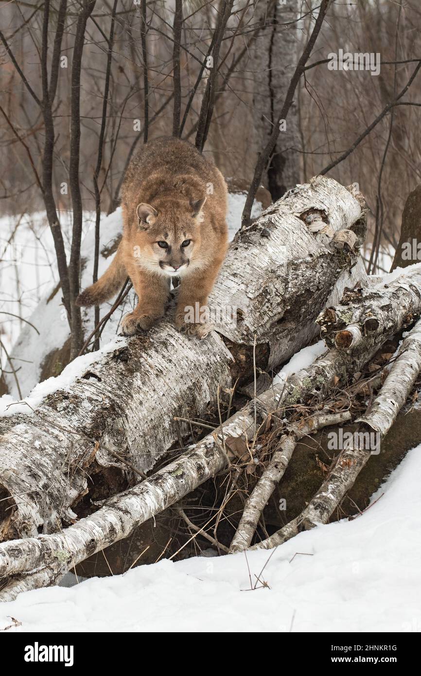 Puma (Puma concolor) Pläne Sprung aus Stapel von Protokollen Winter - Gefangener Tier Stockfoto