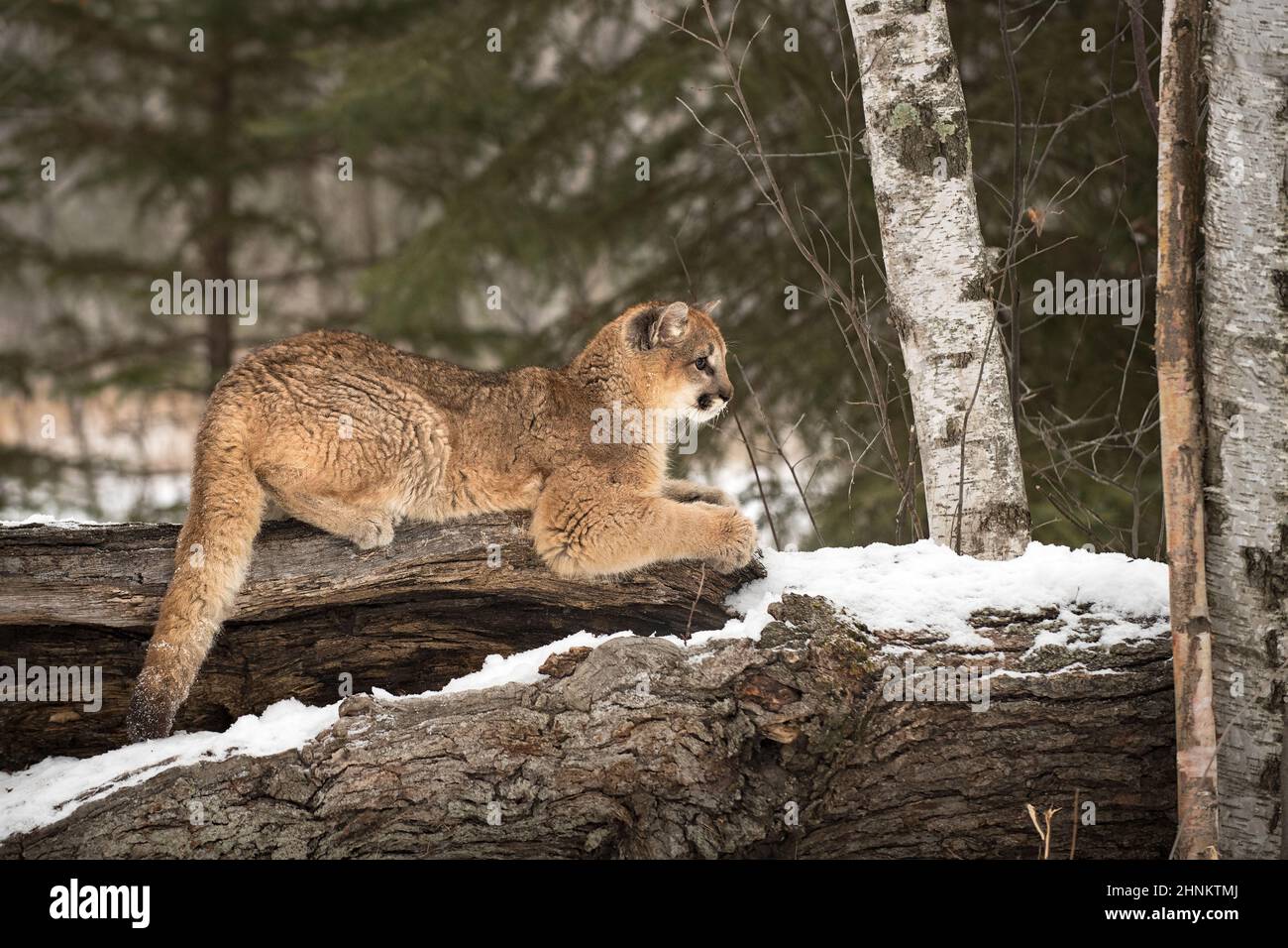 Cougar (Puma concolor) Liegt auf Log Schärfen Krallen Ohren Zurück Herbst -  gefangen Tier Stockfotografie - Alamy