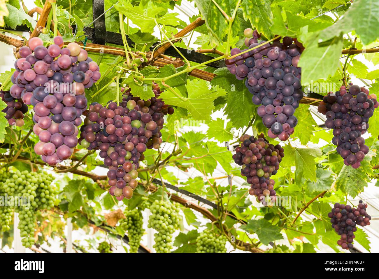 Weinreben in einem Gewächshaus Stockfoto