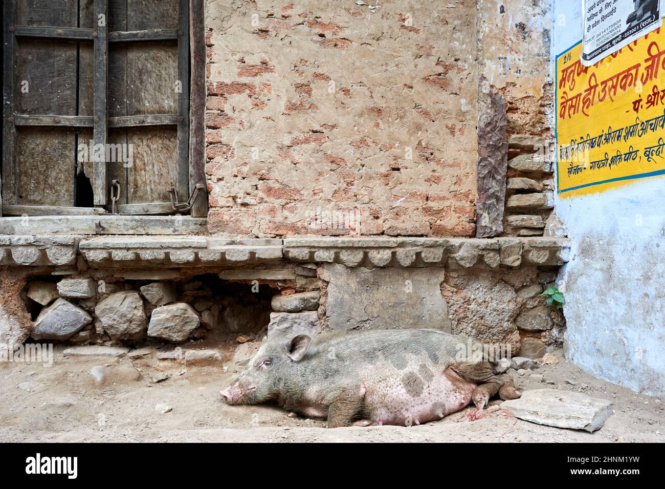 Indien Rajasthan Bundi. Entspannte Schweine auf den Straßen Stockfoto