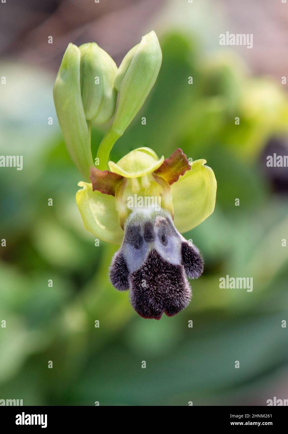 Blume einer düsteren Bienenorchidee, Ophrys fusca subsp. Dyris, Andalusien, Südspanien Stockfoto