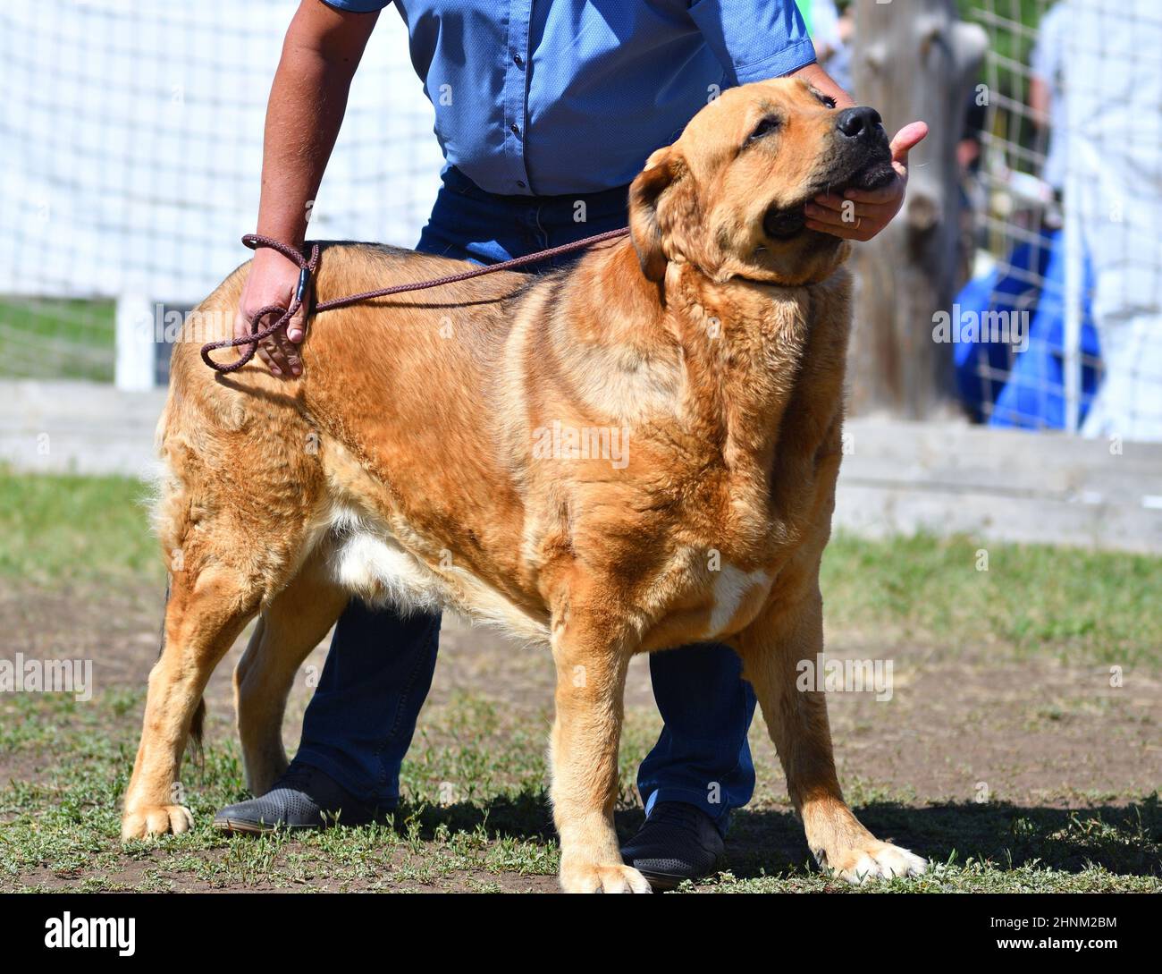 Hunderasse Spanisch Mastiff Stockfoto