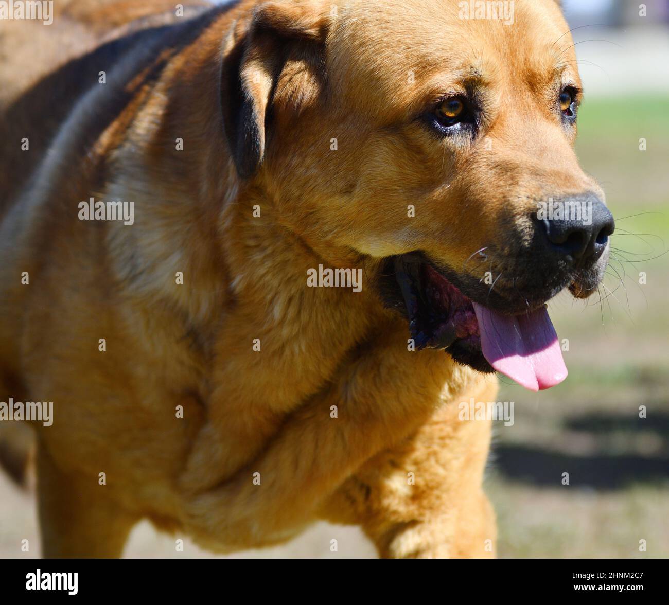 Hunderasse Spanisch Mastiff Stockfoto