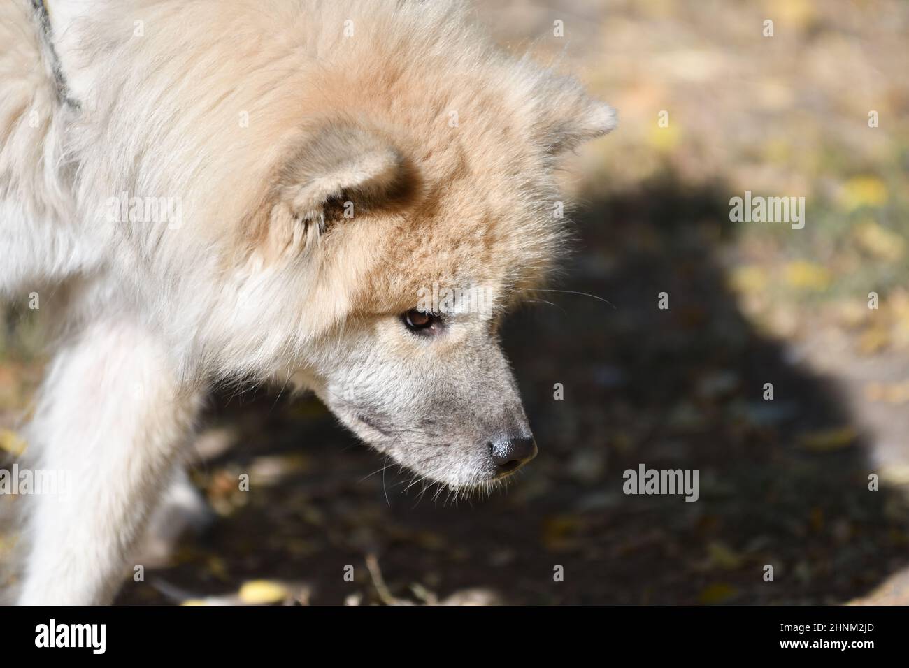 Langhaariger Akita Inu Hund Stockfoto