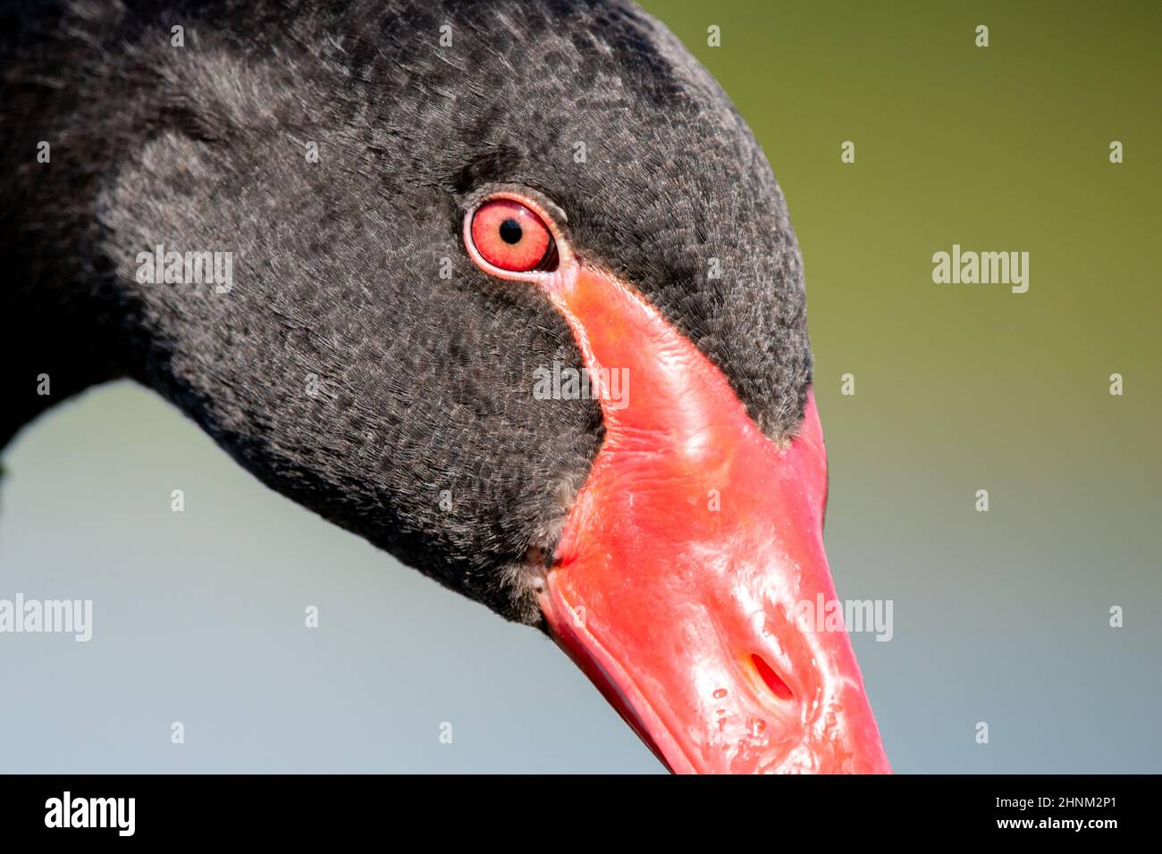 Black Swan in Großbritannien Stockfoto