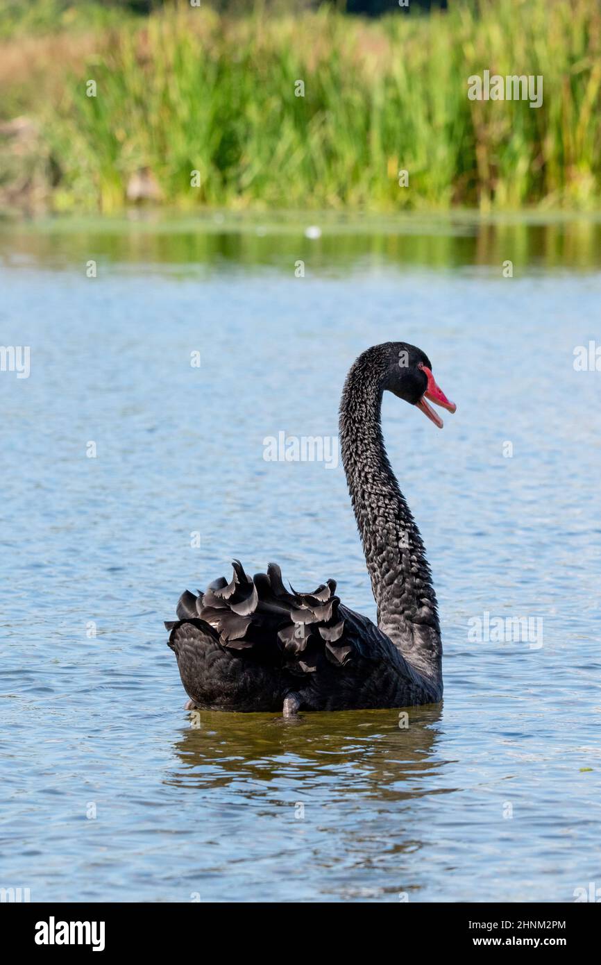 Black Swan in Großbritannien Stockfoto