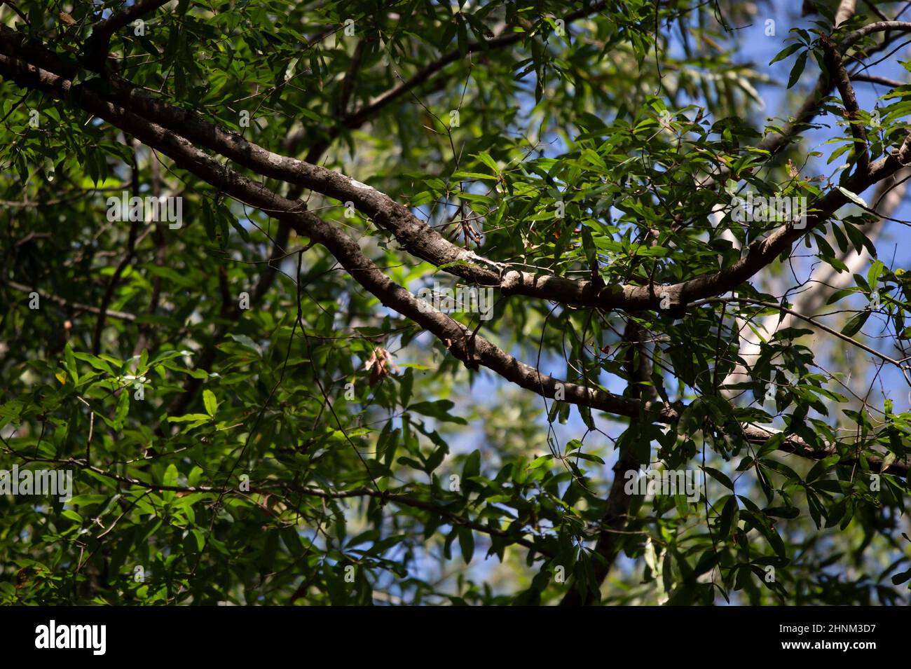 Schwarzer Grünsänger (Setophaga virens), der in einem Baum thront Stockfoto