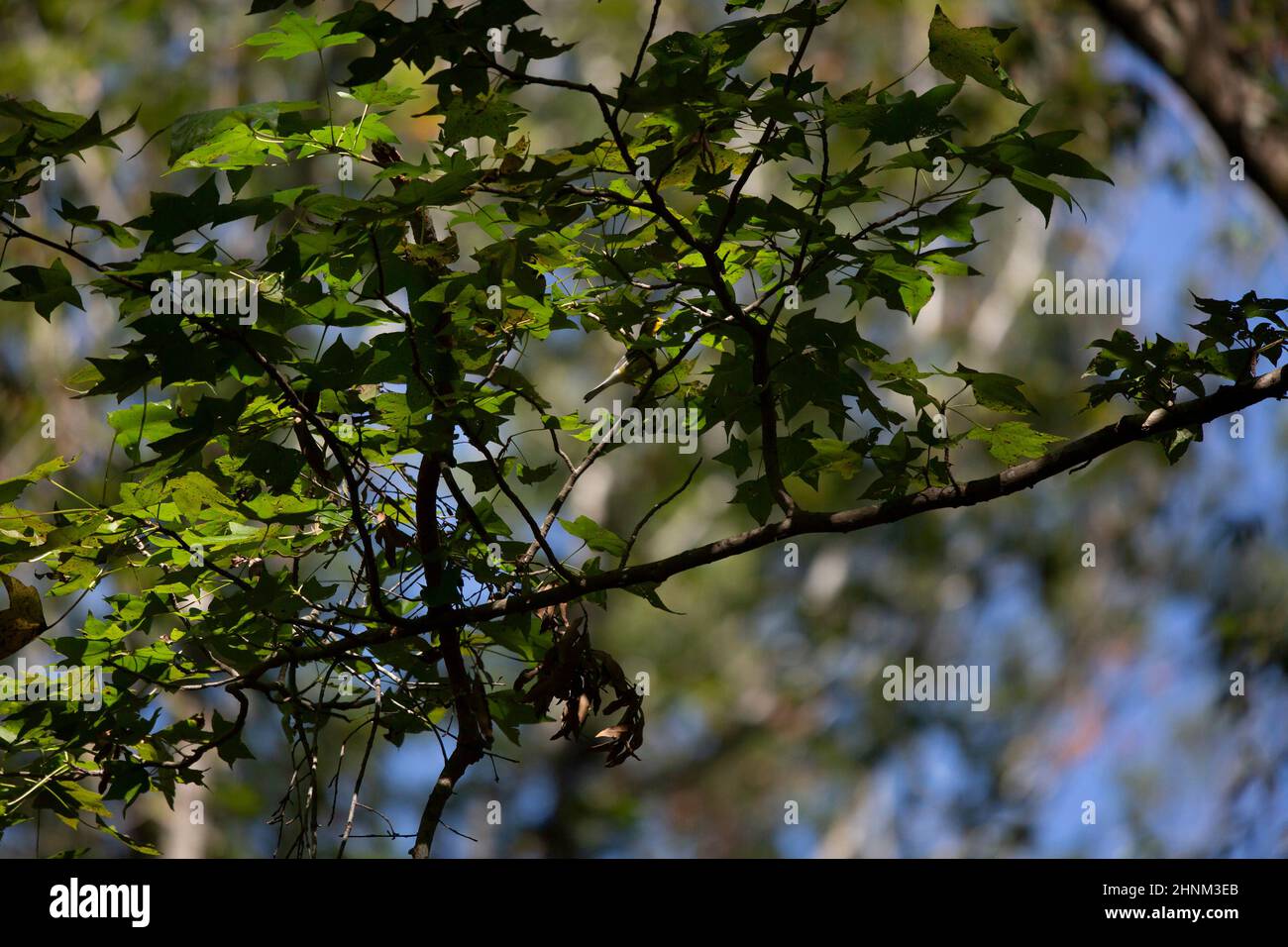 Schwarzkehliger Grünsänger (Setophaga virens), der sich in einem Baum aufmacht Stockfoto