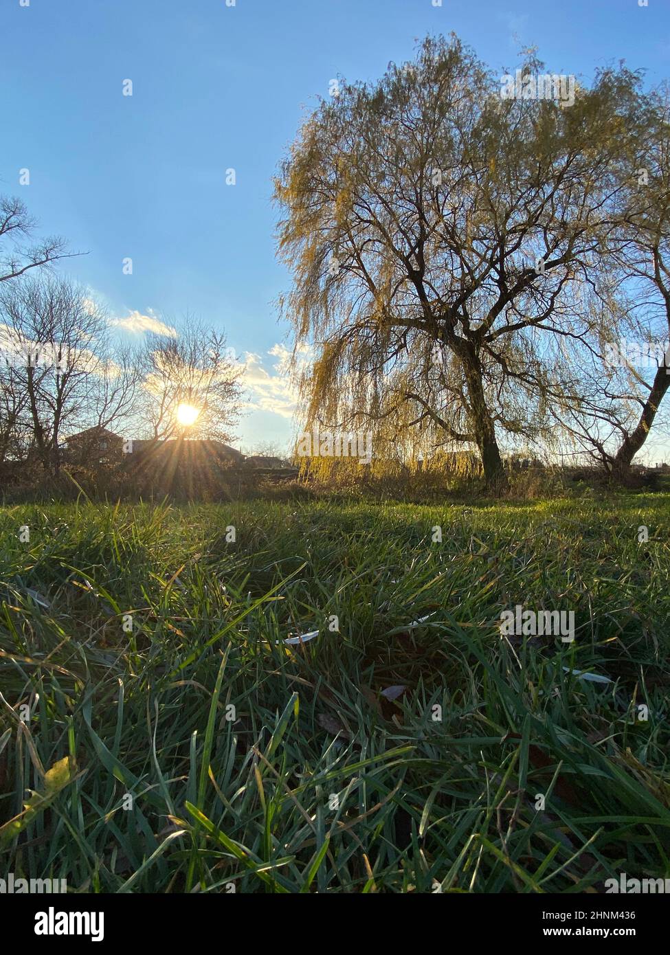 Vertikale Aufnahme eines großen Herbstbaums auf dem Feld bei Sonnenuntergang Stockfoto