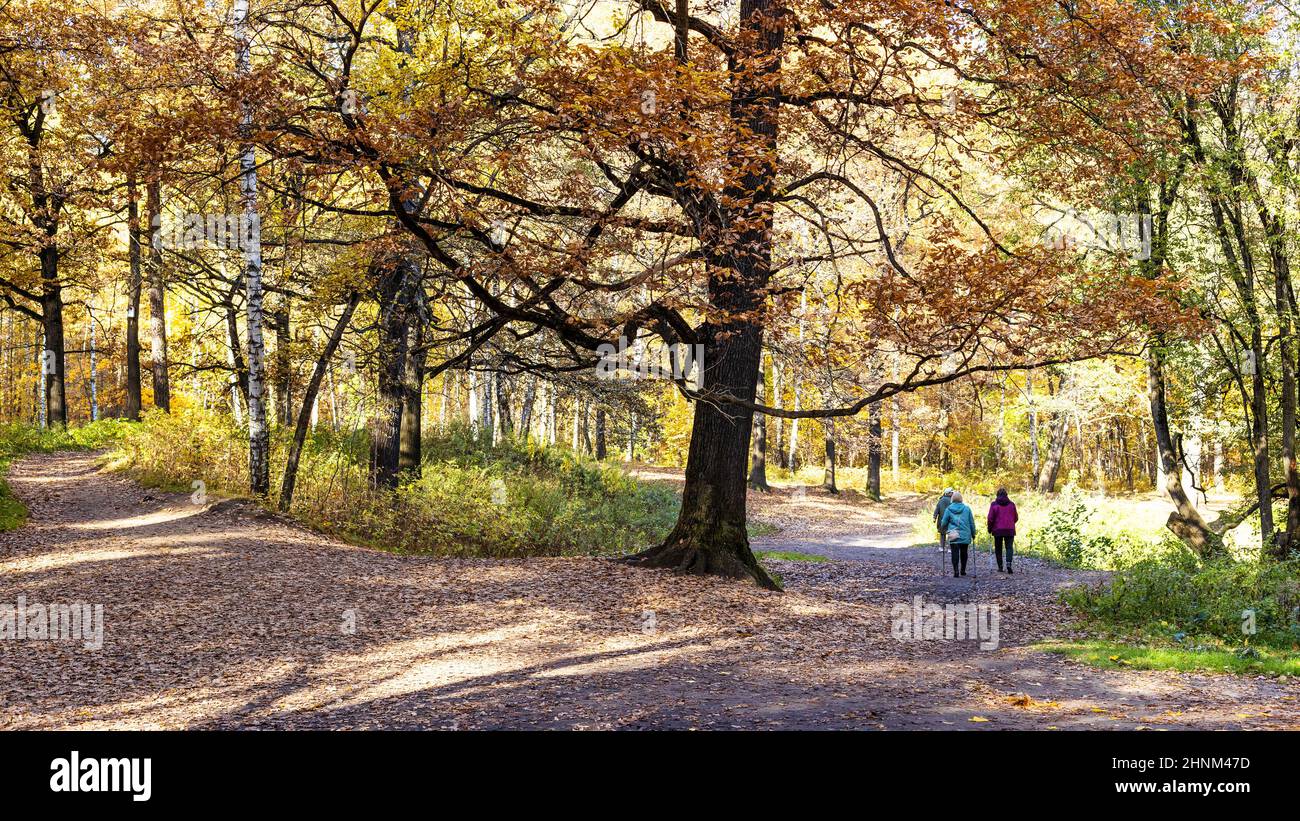 Panoramablick auf den Eichenzweig über die Fußwege Stockfoto