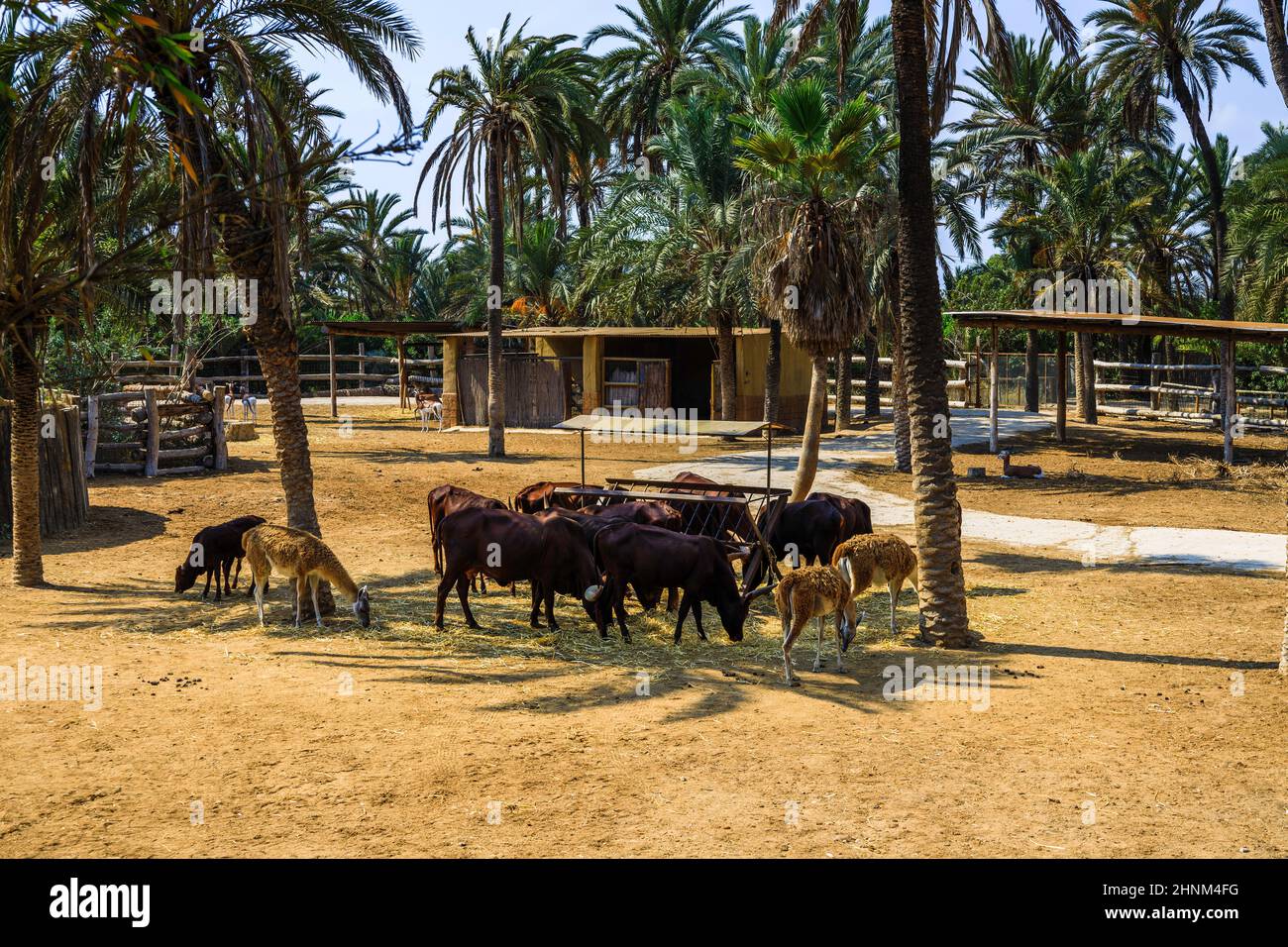 Eine Gruppe von Tieren, die ihre Mahlzeit unter dem Tierheim in einem Zoo essen Stockfoto