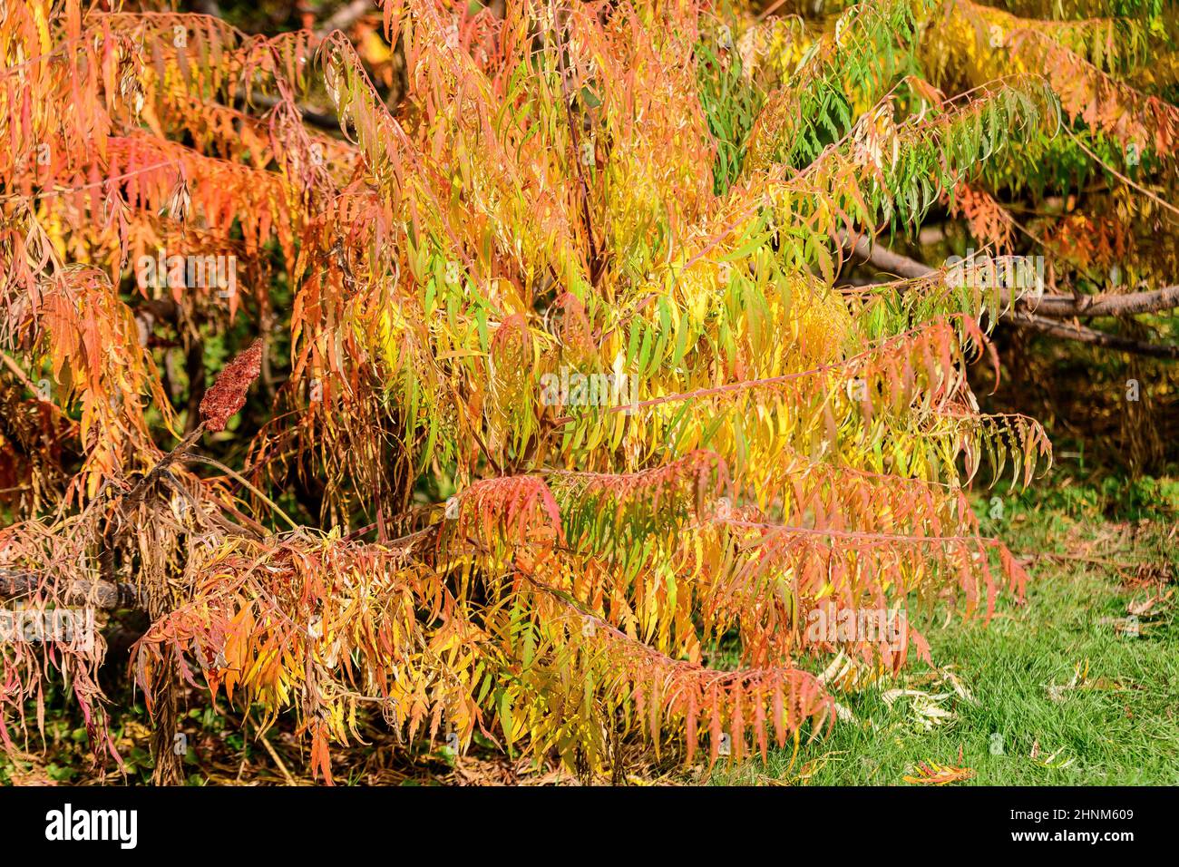 Minimalistischer monochromer Hintergrund mit großen roten und orangen Blättern und kleinen Blüten des Rhus-Strauches, allgemein bekannt als Sumac, Sumach oder sumaq, in einem Ga Stockfoto