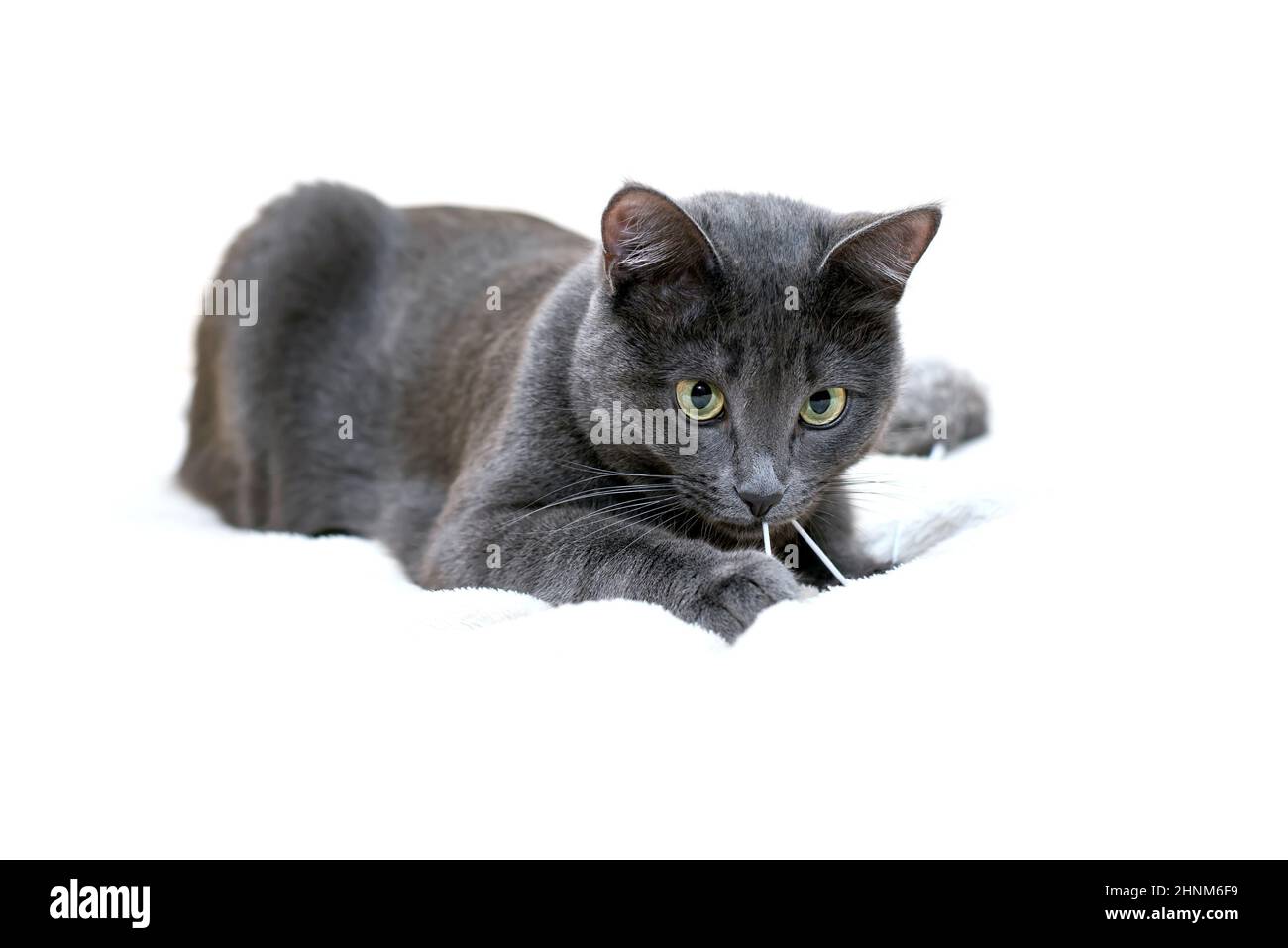 Graue Kurzhaarkatze liegt, isoliert auf weißem Hintergrund Stockfoto