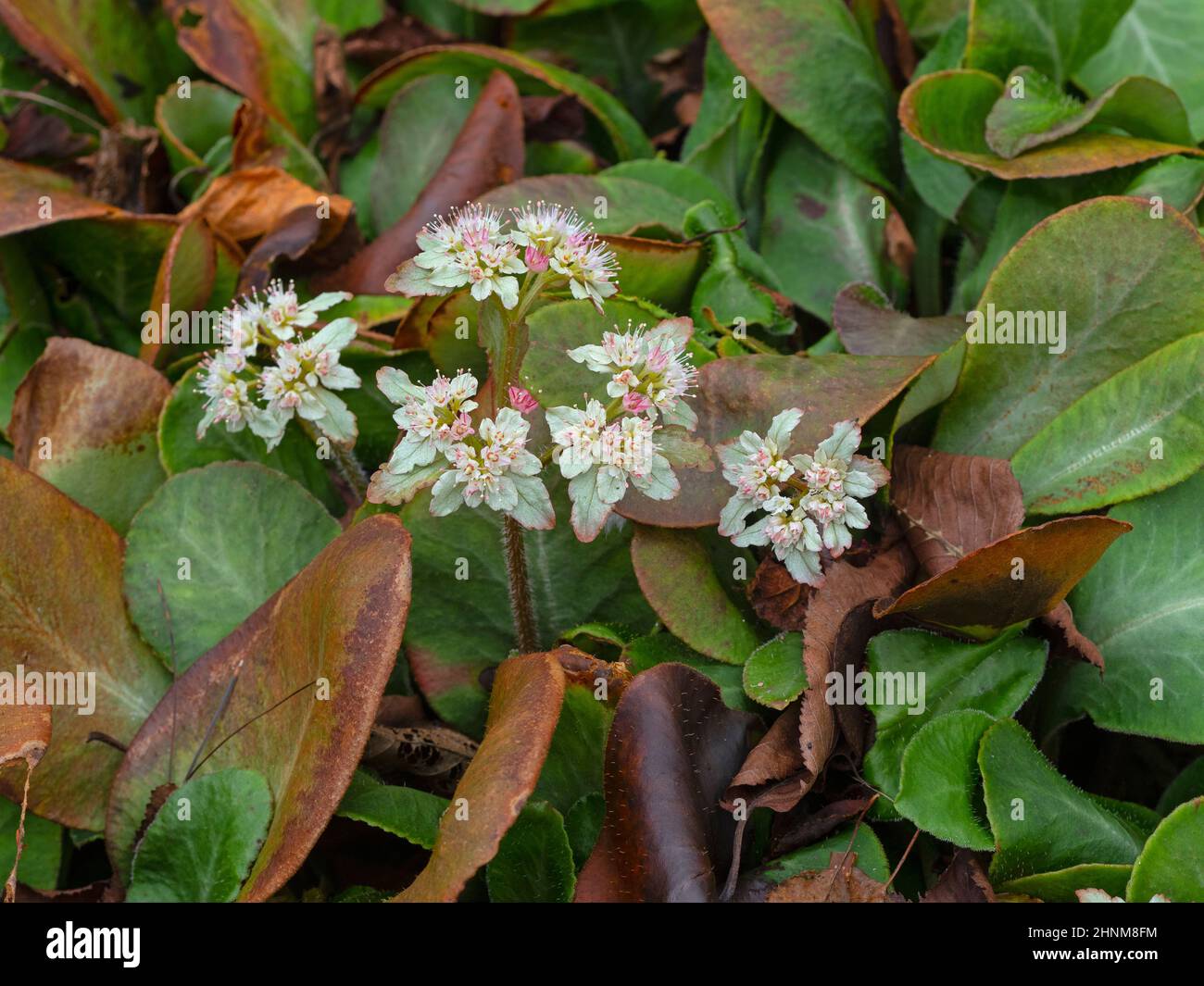 Chrysosplenium macrophyllum in Blüte Mitte Februar Norfolk Stockfoto