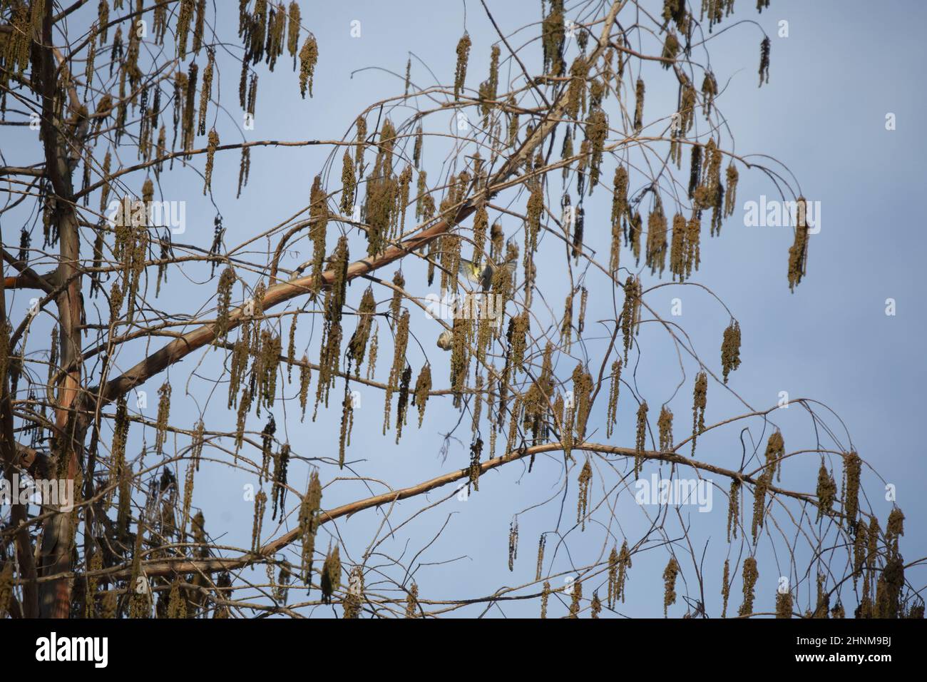 Kiefer Siskin (Spinus pinus) auf der Nahrungssuche auf einem Baum, während ein anderer auf dem Baum landet Stockfoto