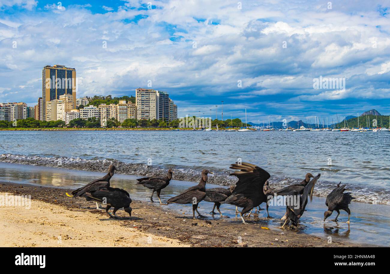 Tropische Schwarzgeier fressen Fischkadaver Rio de Janeiro Brasilien. Stockfoto