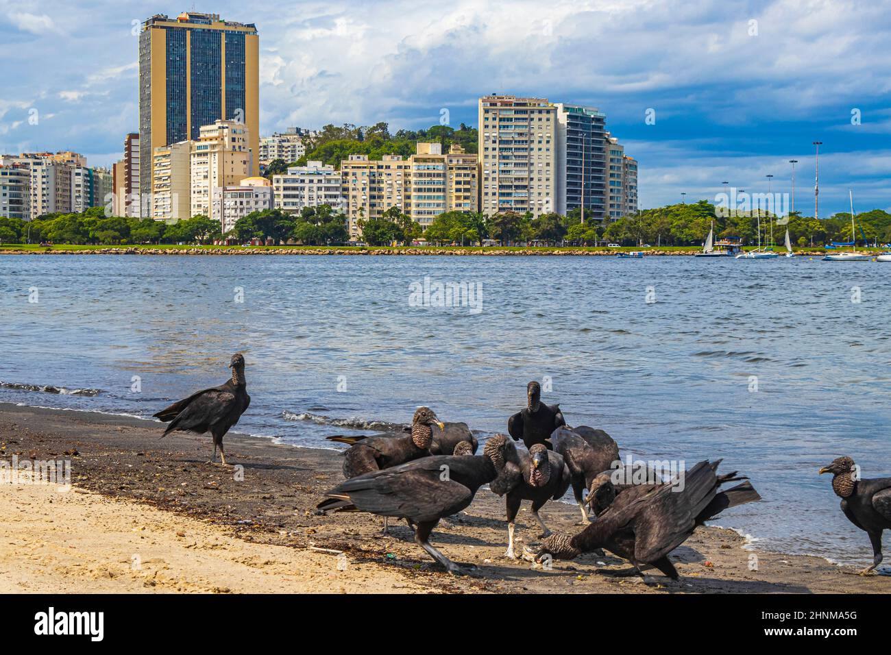 Tropische Schwarzgeier fressen Fischkadaver Rio de Janeiro Brasilien. Stockfoto