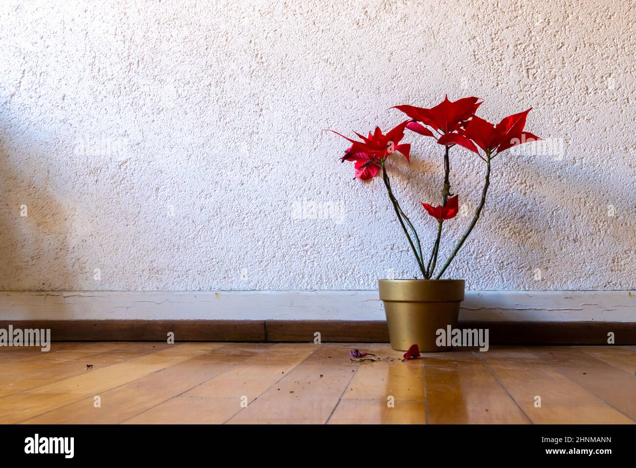 Weihnachtssterne Pflanze in einem goldenen Blumentopf, der auf einem Parkettboden in einem Flur steht Stockfoto